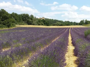 Valensole